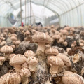 Invernaderos agrícolas de hongos de túnel